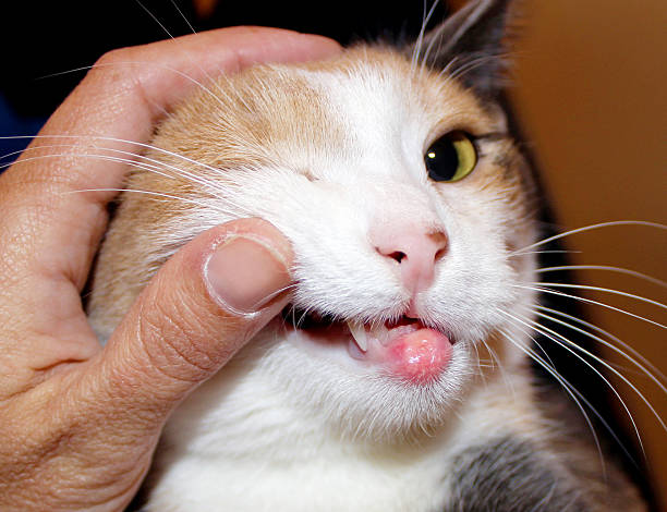 istock eosinophilic granuloma in cats with allergies 540748892