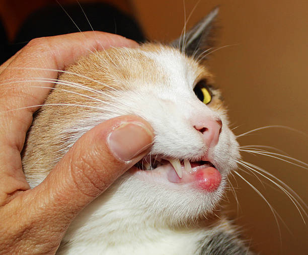 istock eosinophilic granuloma in cats with allergies 540748914