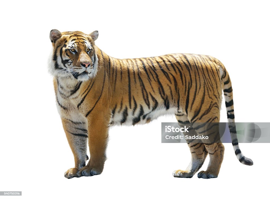Tiger on White Background Tiger Isolated on White Background White Background Stock Photo