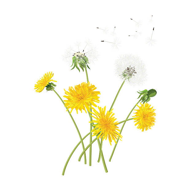 illustrazioni stock, clip art, cartoni animati e icone di tendenza di giovane e vecchia dandelions - dandelion single flower flower white