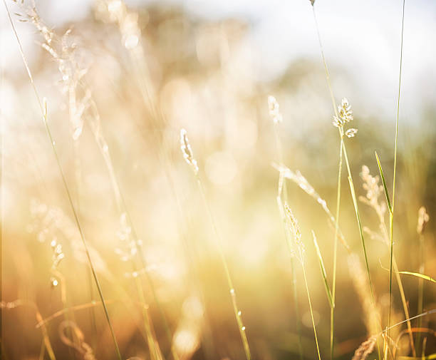 istock Sunset on the meadow with wildflower 540751182