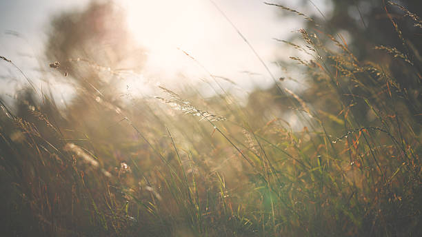 istock Sunset on the meadow with wildflower 540751398
