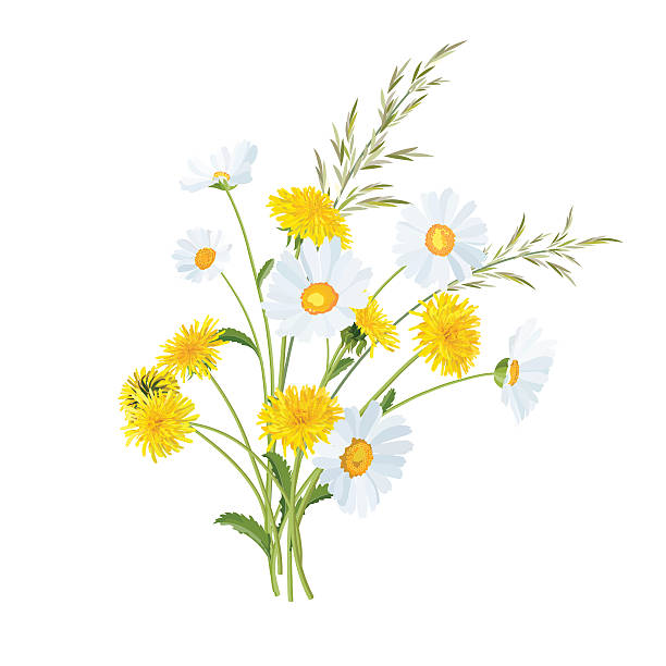 illustrazioni stock, clip art, cartoni animati e icone di tendenza di estate fiori di tarassaco e margherita. - dandelion single flower flower white