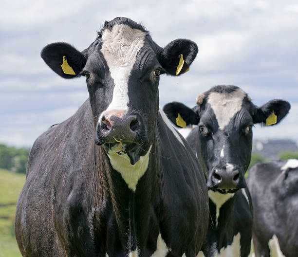 istock Portrait of two cows in a row on pasture 540751744