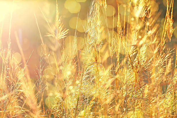 istock Abstract natural backgrounds with beauty bokeh 540751848