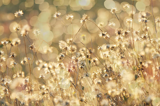 istock Abstract natural backgrounds with beauty bokeh 540751936