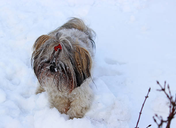 istock cute shih tzu in snow 540752800
