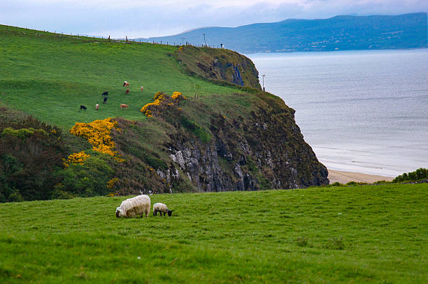 istock Mother and Baby Sheep by Coast 540753384