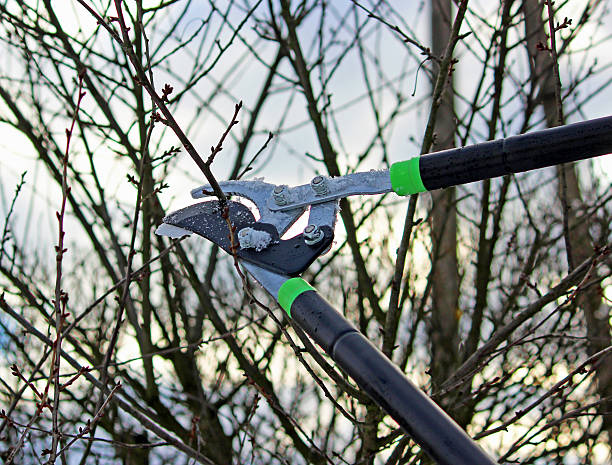 Pruning of trees with secateurs in the garden stock photo