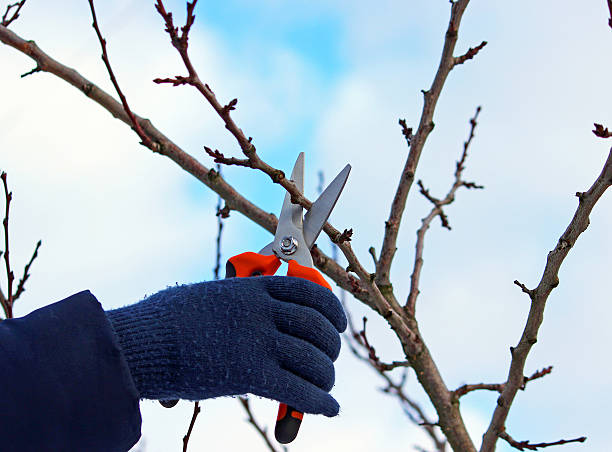 istock Pruning of trees with secateurs in the garden 540753780