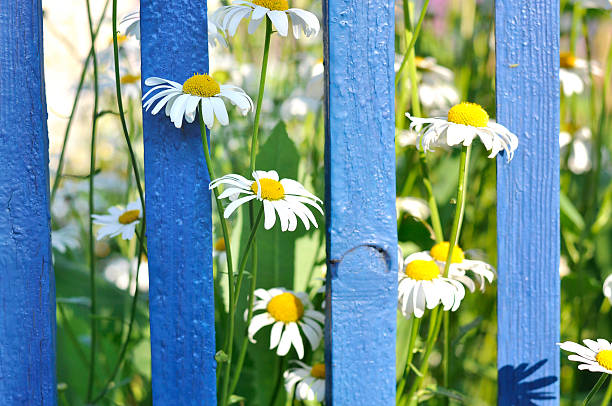 istock Chamomile against a blue fence 540753852
