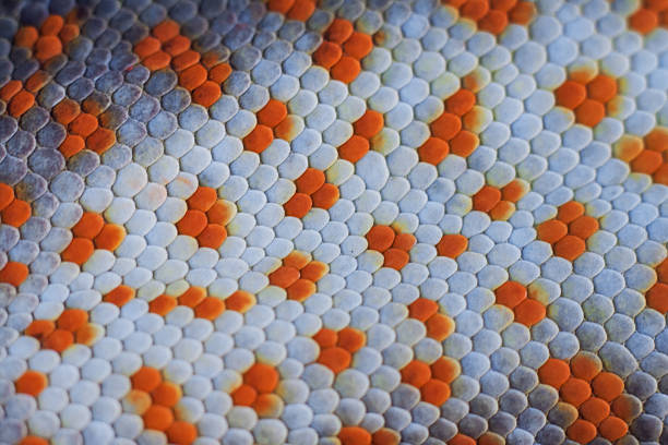 Tokay gecko skin. macro details