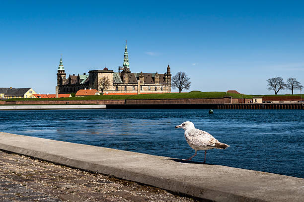 kronborg castle in helsingor with a seagull - kronborg castle imagens e fotografias de stock