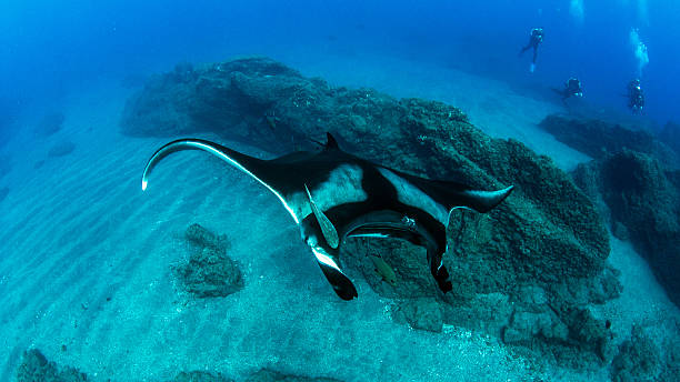 istock Manta Ray at Islas Revillagigedos 540755402