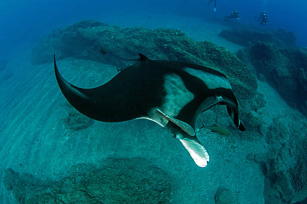 istock Manta Ray at Islas Revillagigedos 540755596