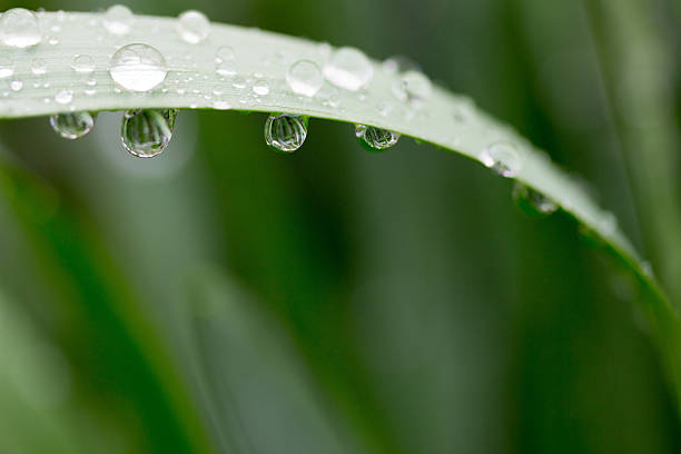 istock water drops on green leaves 540755906
