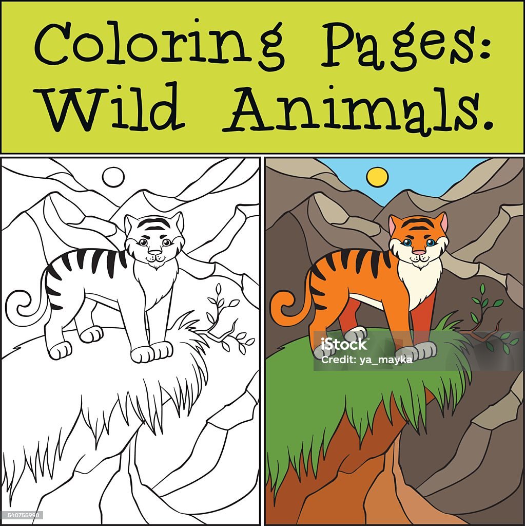 Coloring Pages Wild Animals Little Cute Tiger Stock Illustration - Download  Image Now - Animal, Animal Body Part, Animal Wildlife - iStock