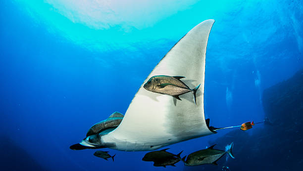 istock Manta Ray at Islas Revillagigedos 540756056