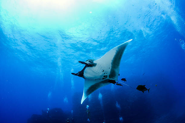 manta ray en islas revillagigedos - manta fotografías e imágenes de stock