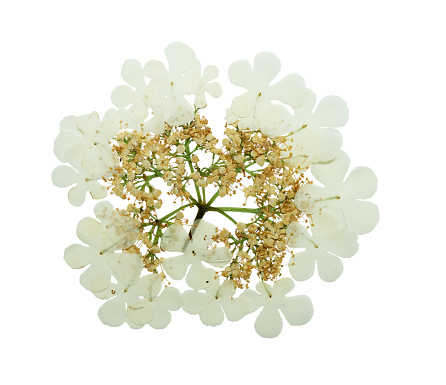 Pressed and dried delicate flower viburnum. Isolated on white background. For use in scrapbooking, pressed floristry (oshibana) or herbarium.