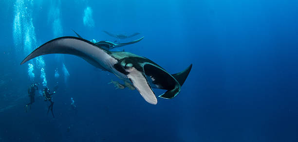 istock Manta Ray at Islas Revillagigedos 540756784