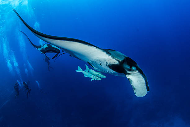 istock Manta Ray at Islas Revillagigedos 540756920