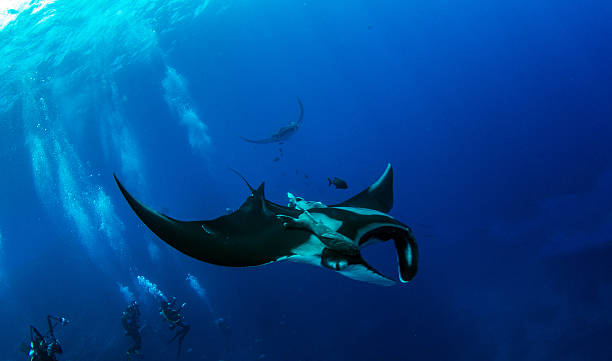 istock Manta Ray at Islas Revillagigedos 540757022