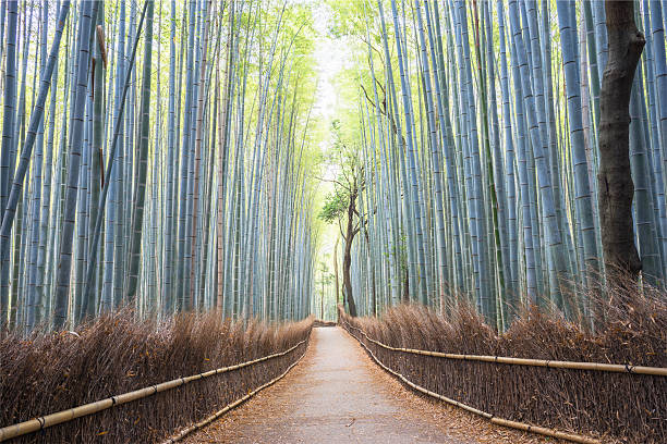 istock Arashiyama Bamboo Forest in Kyoto, Japan 540757046