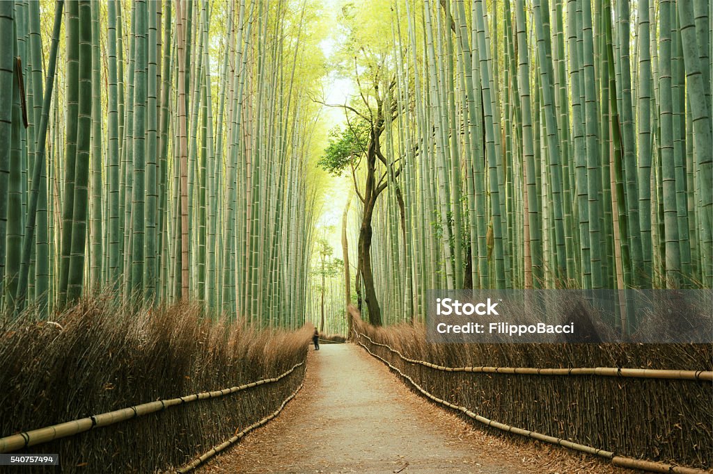 Arashiyama Bamboo Forest in Kyoto, Japan Japan Stock Photo