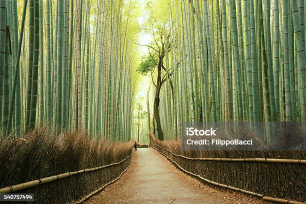 Arashiyama Bamboo Forest In Kyoto Japan Stock Photo - Download Image Now - Japan, Bamboo - Plant, Bamboo - Material