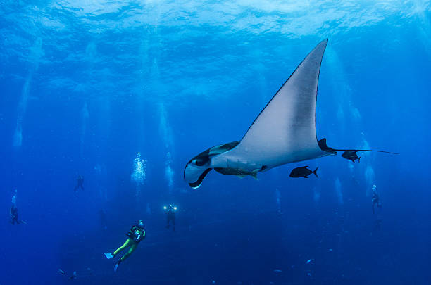 istock Manta Ray at Islas Revillagigedos 540757556