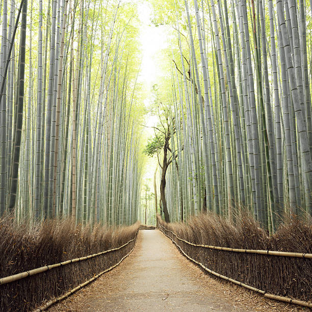 istock Arashiyama Bamboo Forest in Kyoto, Japan 540757704
