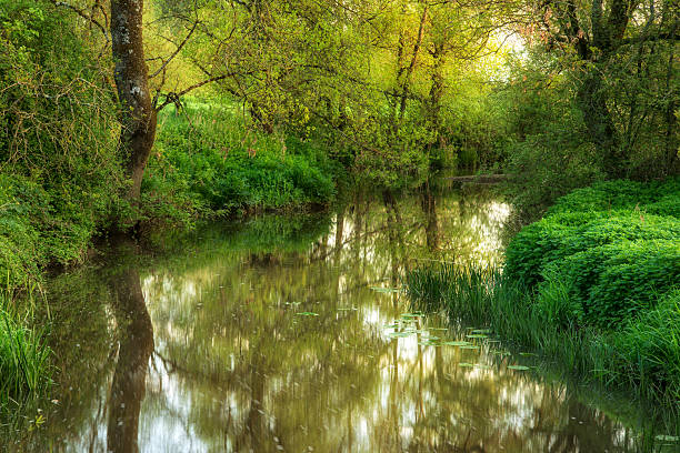 istock Beautiful dawn landscape image of river flowing through lush gre 540757730