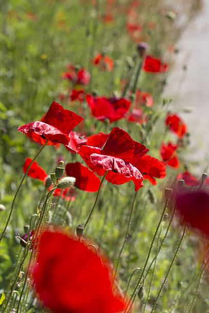 istock bright red poppy flowers in summer 540758510