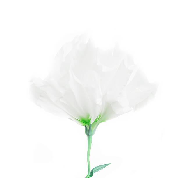 istock Sweet flower on white isolated background 540758566