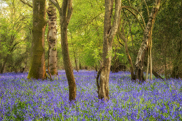 istock Stunning landscape image of bluebell forest in Spring 540758786