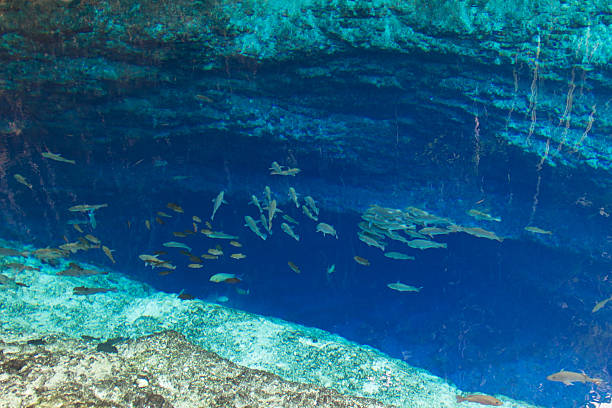 istock Fish in cristal clean water of enchanted river Philippines 540758894
