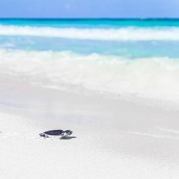 tortue de mer nouveau-né sur la belle plage atteignant la mer.  gauche - sea turtle square shape square endangered species photos et images de collection