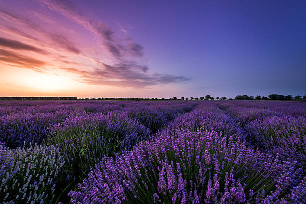 istock Beautiful image of lavender field Summer sunset. 540760020