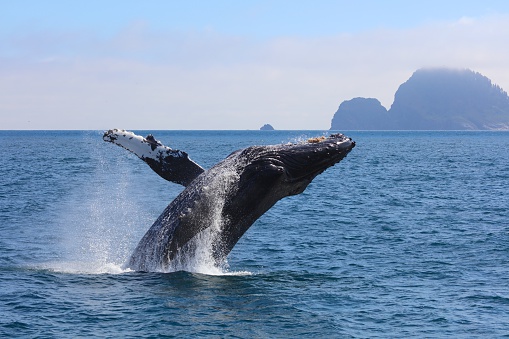 Humpback whale breaching out of the water in Kenai Fjords National Park Alaska summer