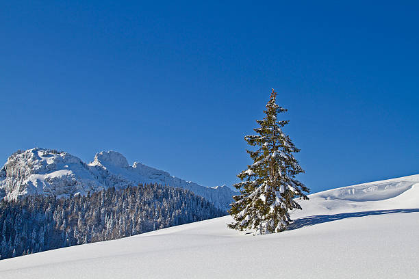 winter-landschaft  - snowpack stock-fotos und bilder