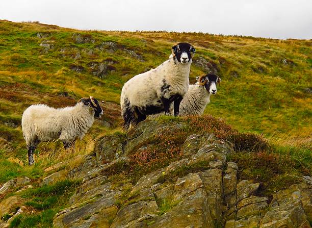 istock Scottish blackface sheep horned sheep rugged terrain 540760994