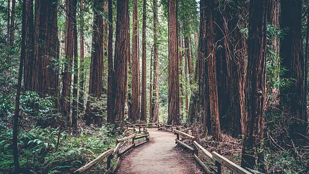 Photo of Path in the Redwoods