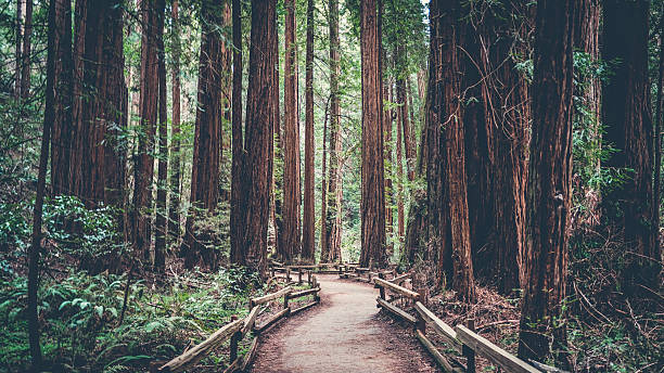 path in the redwoods - redwood sequoia california redwood national park imagens e fotografias de stock