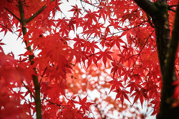 Red maple leaves in Kyoto10 stock photo