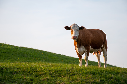 Lonely calf standing in green field