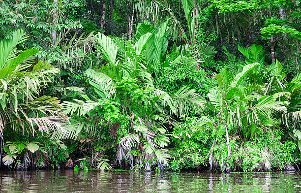 istock Lush foliage in Costa Rica Rainforest 540825400