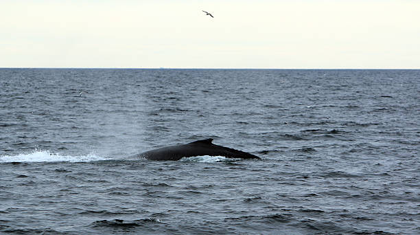 istock Whale Swimming near a whalewatching boat 540826846