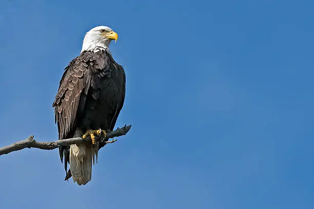 Photo of Bald Eagle in Tree