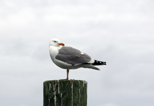 istock Seagull on One Foot 540827140